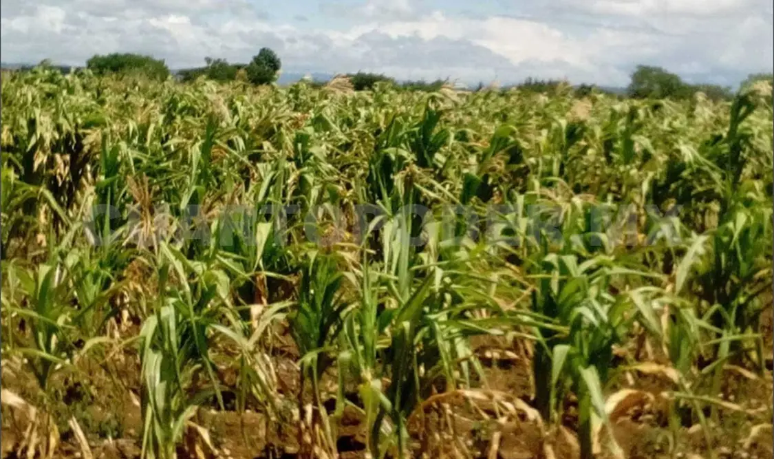 Entregan apoyos por daños causados durante sequía