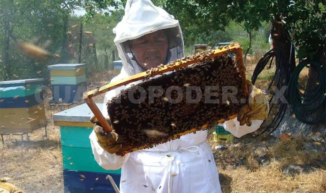 Construirán centros de producción de abejas en Yucatán