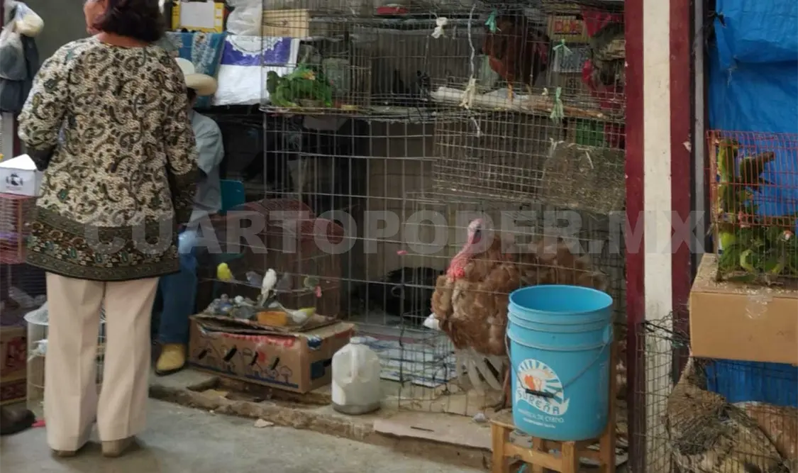 Denuncian venta de animales exóticos