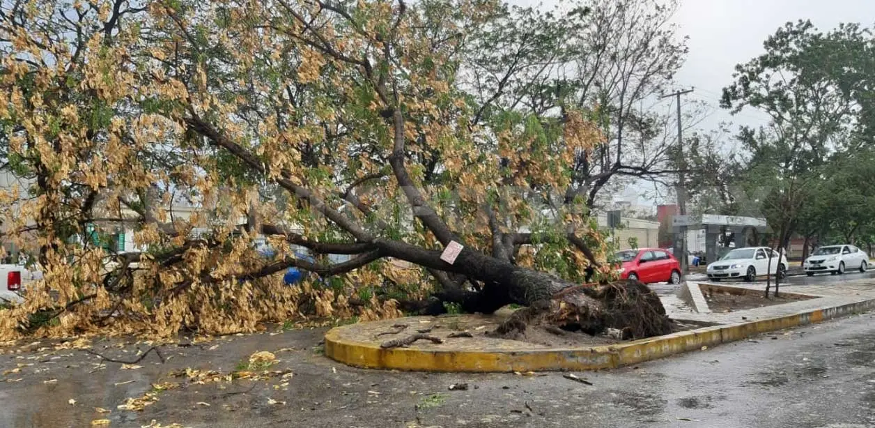 Torrencial lluvia deja 14 árboles caídos: PC