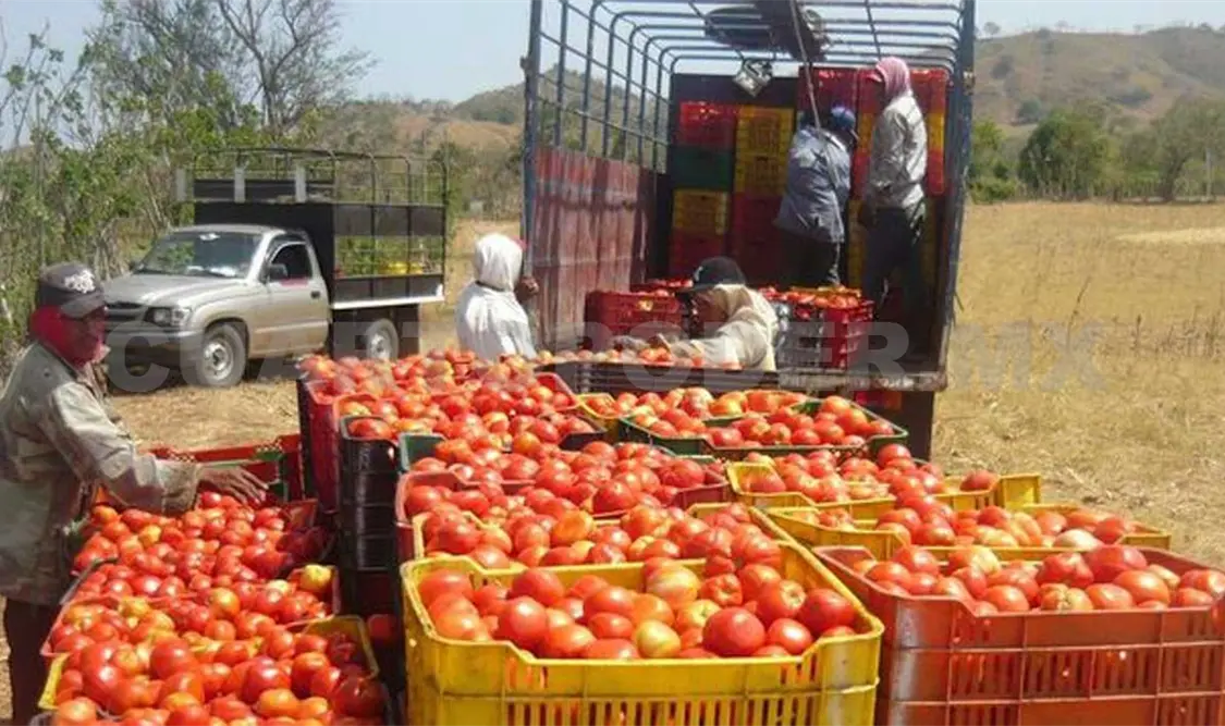 Difíciles, negociaciones por tomate