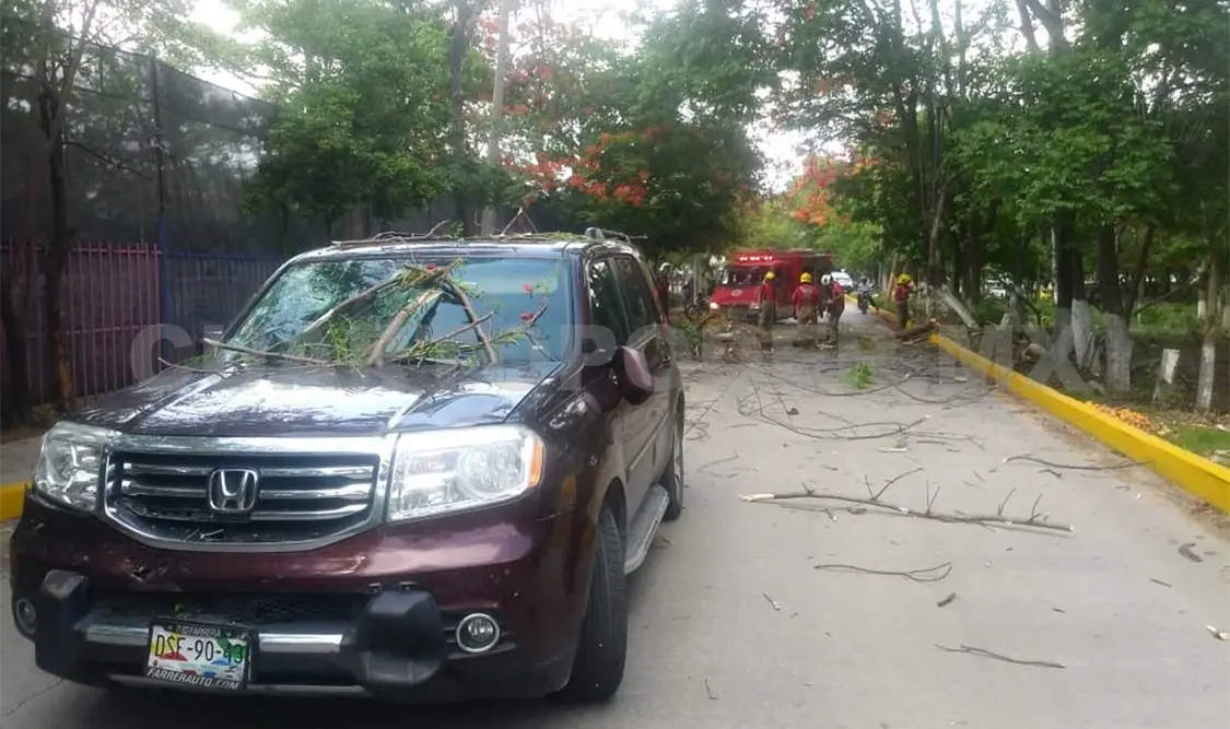Dos lesionadas al caer árbol en una camioneta