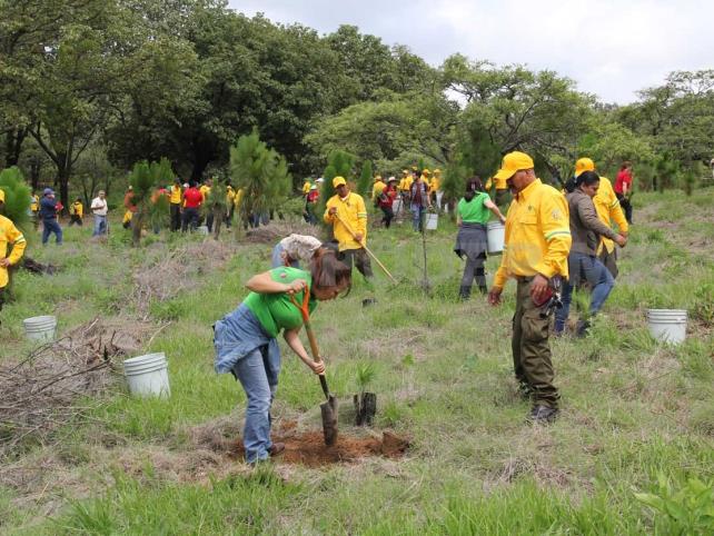 Reforestarán 4 mil 300 hectáreas en Chiapas