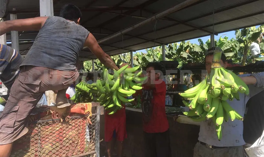Aranceles pegarían a la exportación de banano