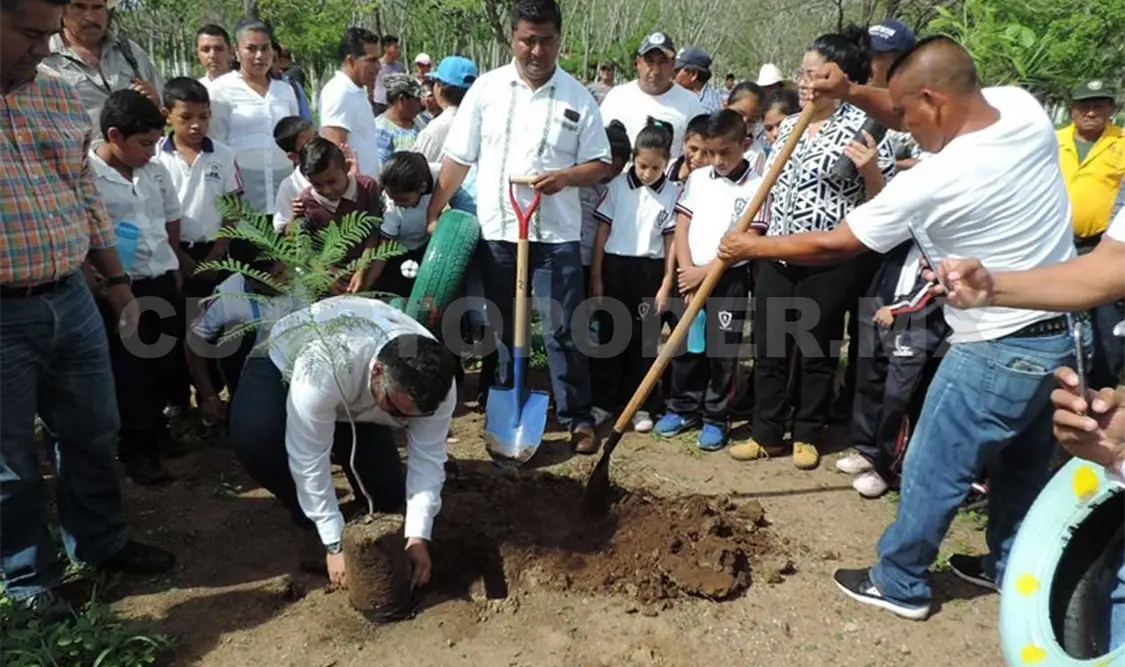 Un millón de árboles serán sembrados en la entidad