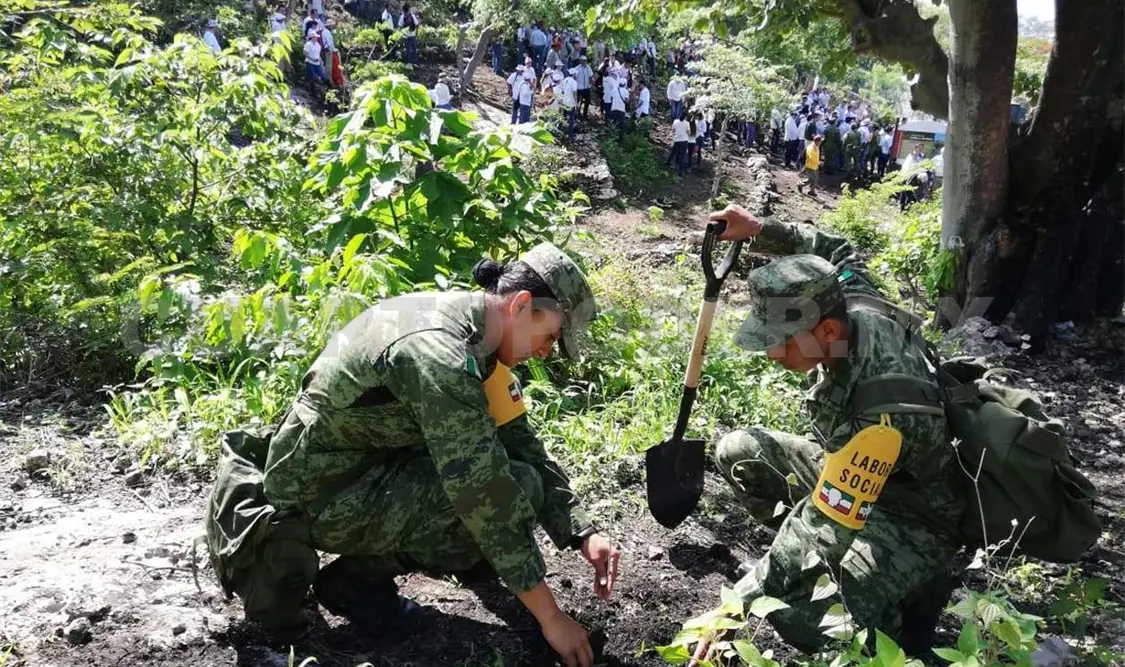 Participación ciudadana, clave en la reforestación