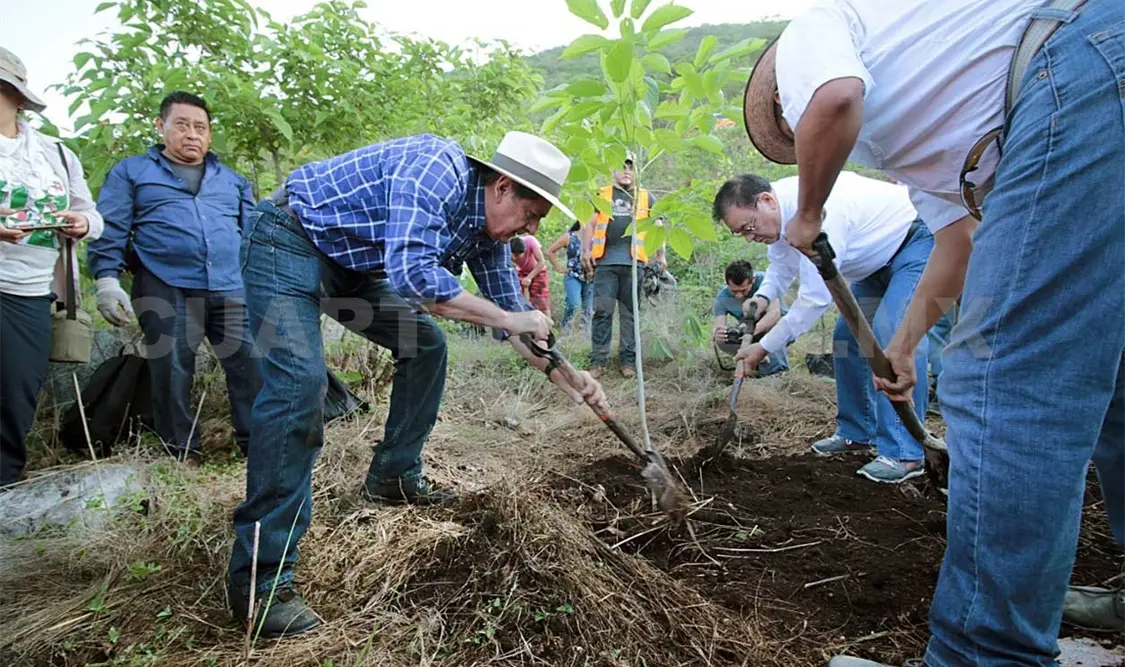 Siembran árboles endémicos en Parque Cañón del Sumidero