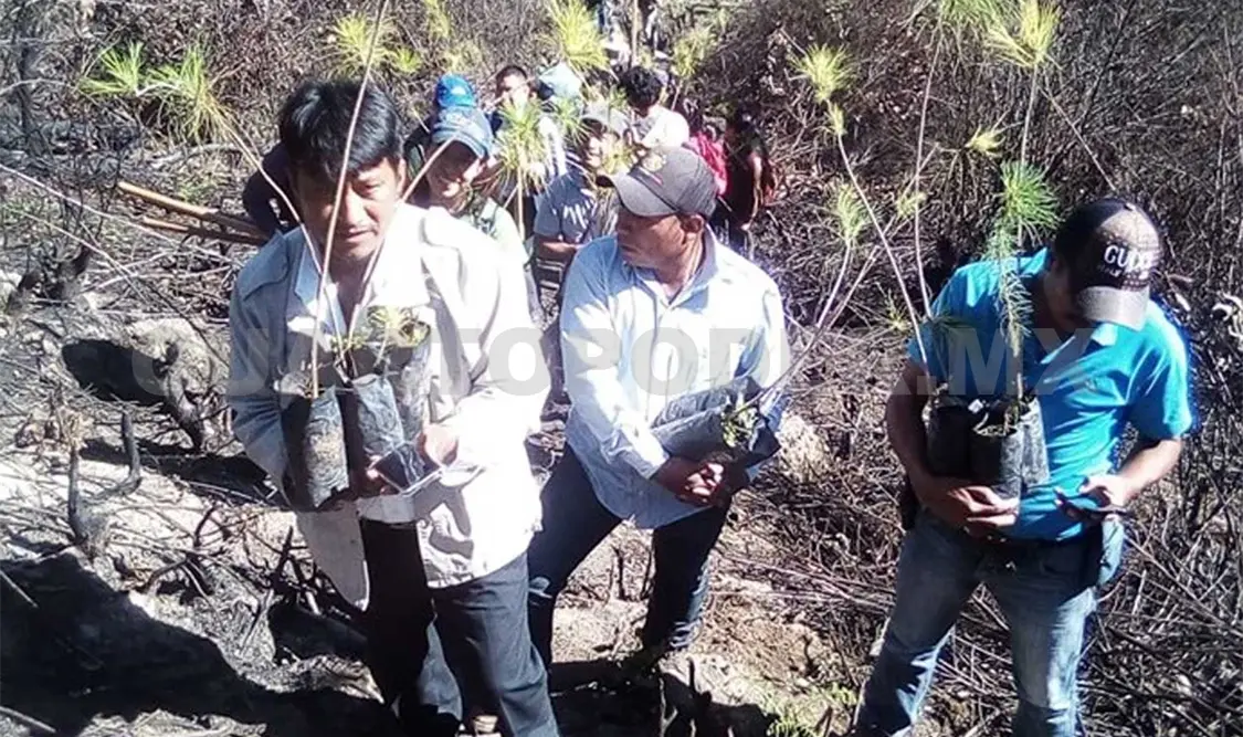 Zinacantán se suma a campaña de reforestación
