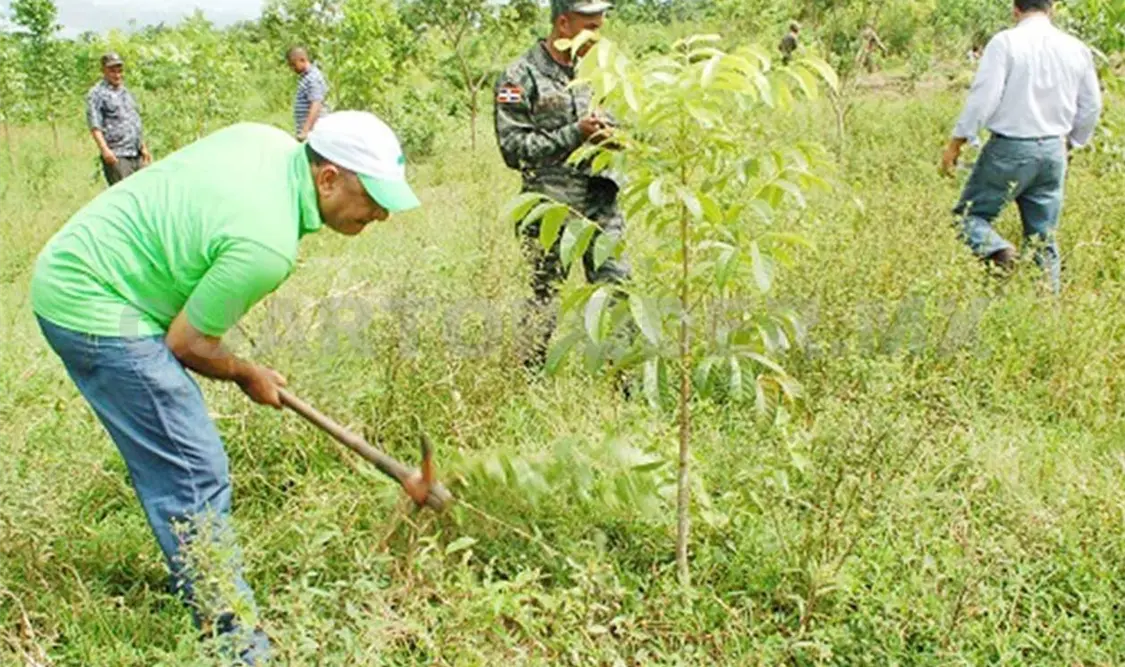 Las zonas reforestadas deben tener especial cuidado, para que tengan éxito. CP