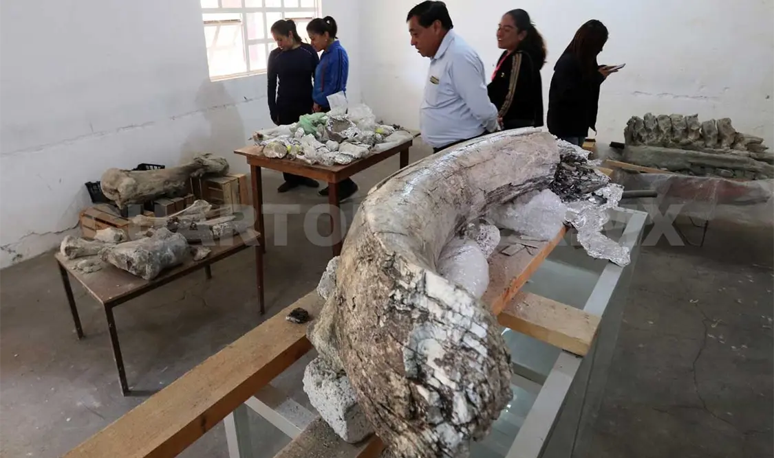 Revelan hallazgo de restos de mamut