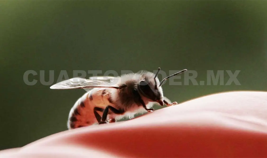 Miel, el oro que producen las abejas