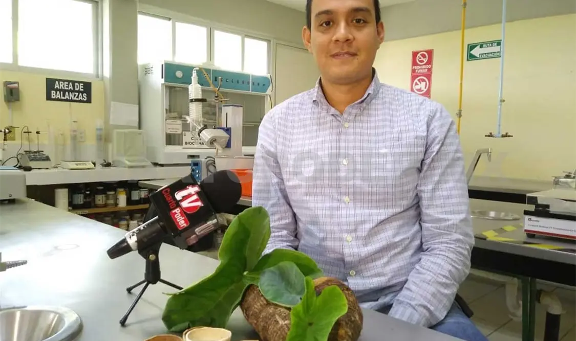 Malanga, una planta comestible “exquisita”