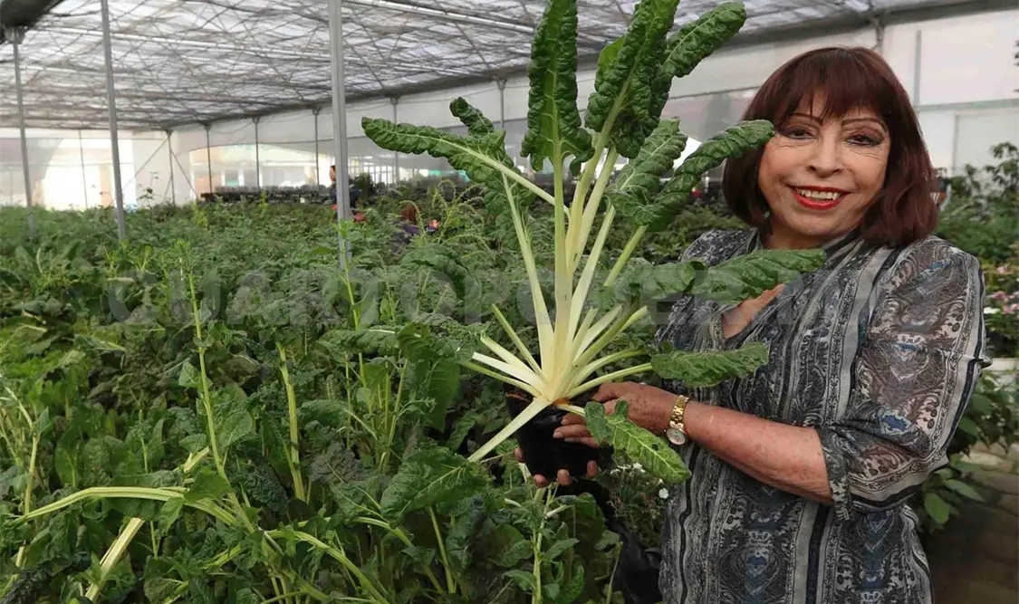 La organización Verde Halago se preocupa por la preservación del ambiente. El Universal