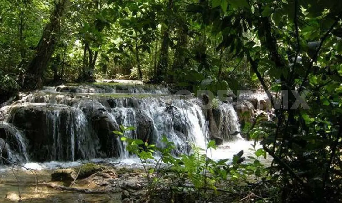Para este 2019 se están destinando once millones de pesos para conservación de reservas naturales. CP