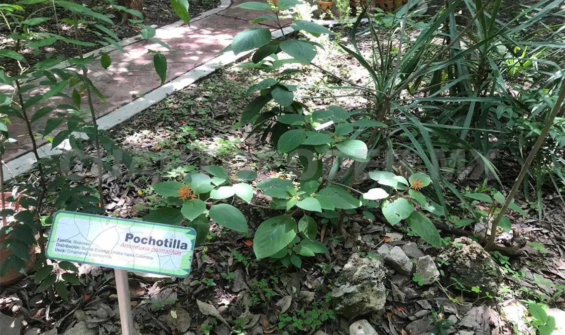 Plantas nativas en riesgo de desaparecer