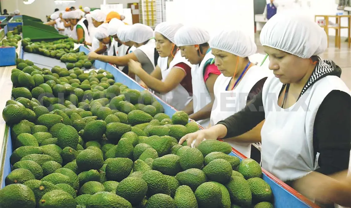Los productores de aguacate mexicano prevén exportar a Estados Unidos más de 930 mil toneladas. Agencias