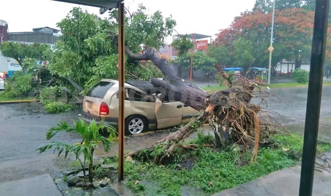 Lluvia y viento tiran árboles sobre negocios y vehículos