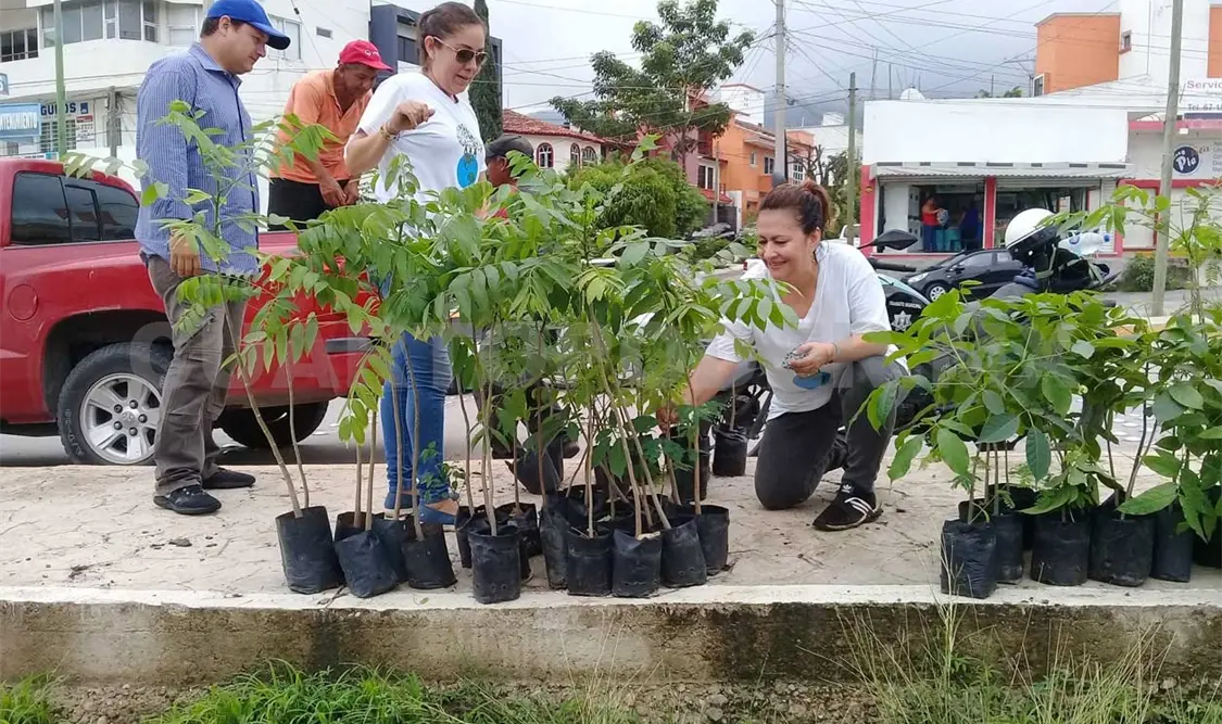 Arrancan árboles sembrados durante reforestación
