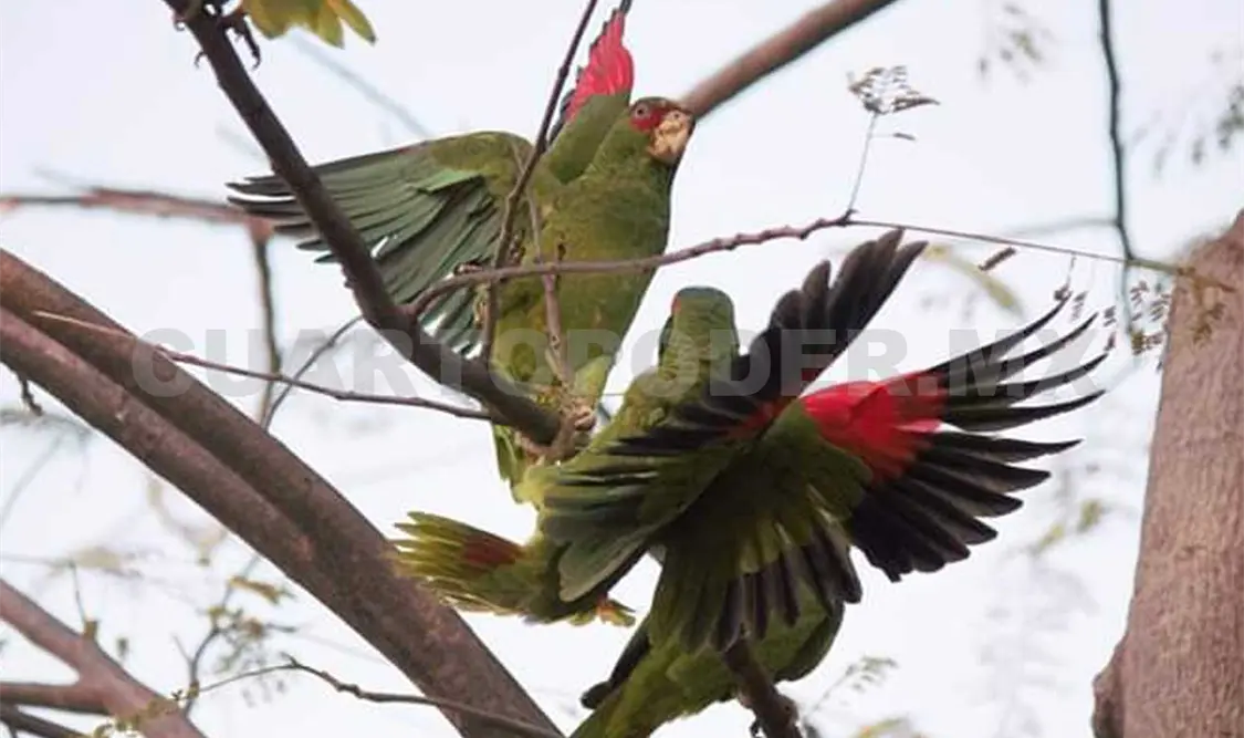 Tuxtla, hábitat aún adecuado para aves