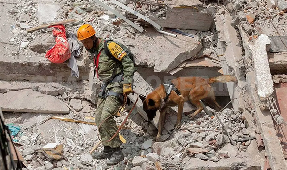 Piden ayuda para perro rescatista