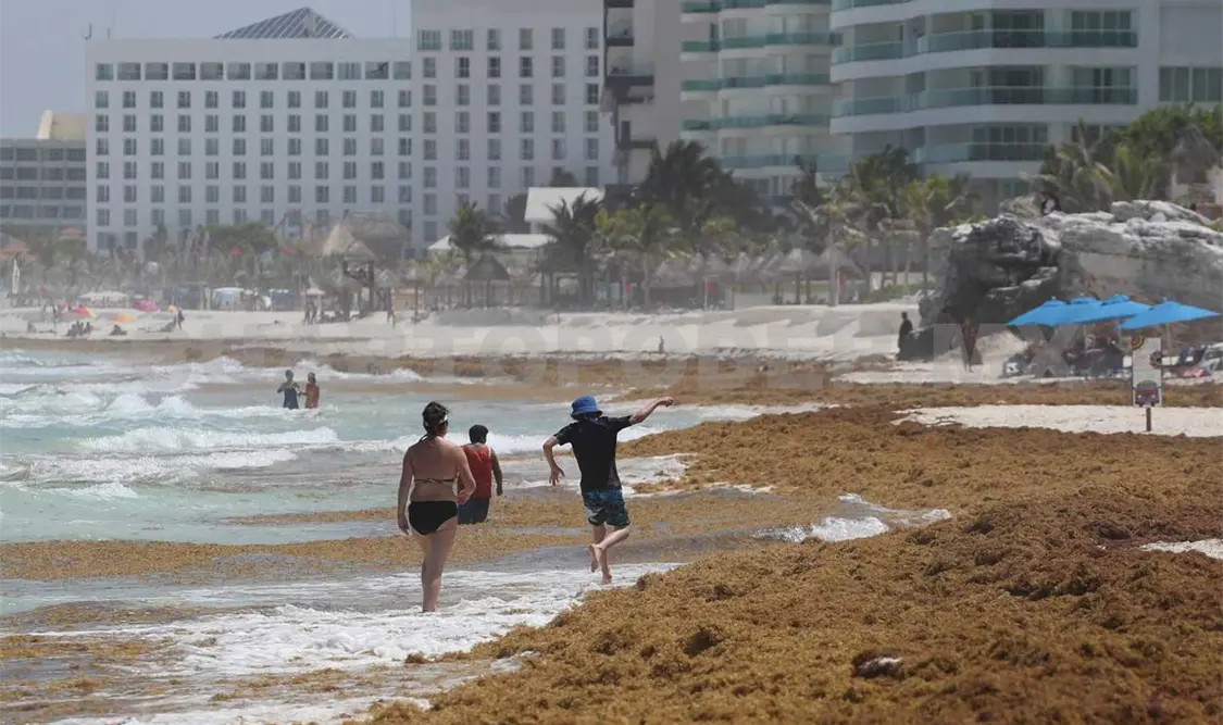 La batalla contra sargazo en el Caribe mexicano