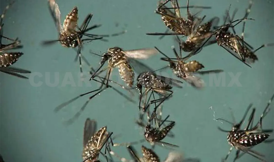 Emprenden lucha contra el dengue