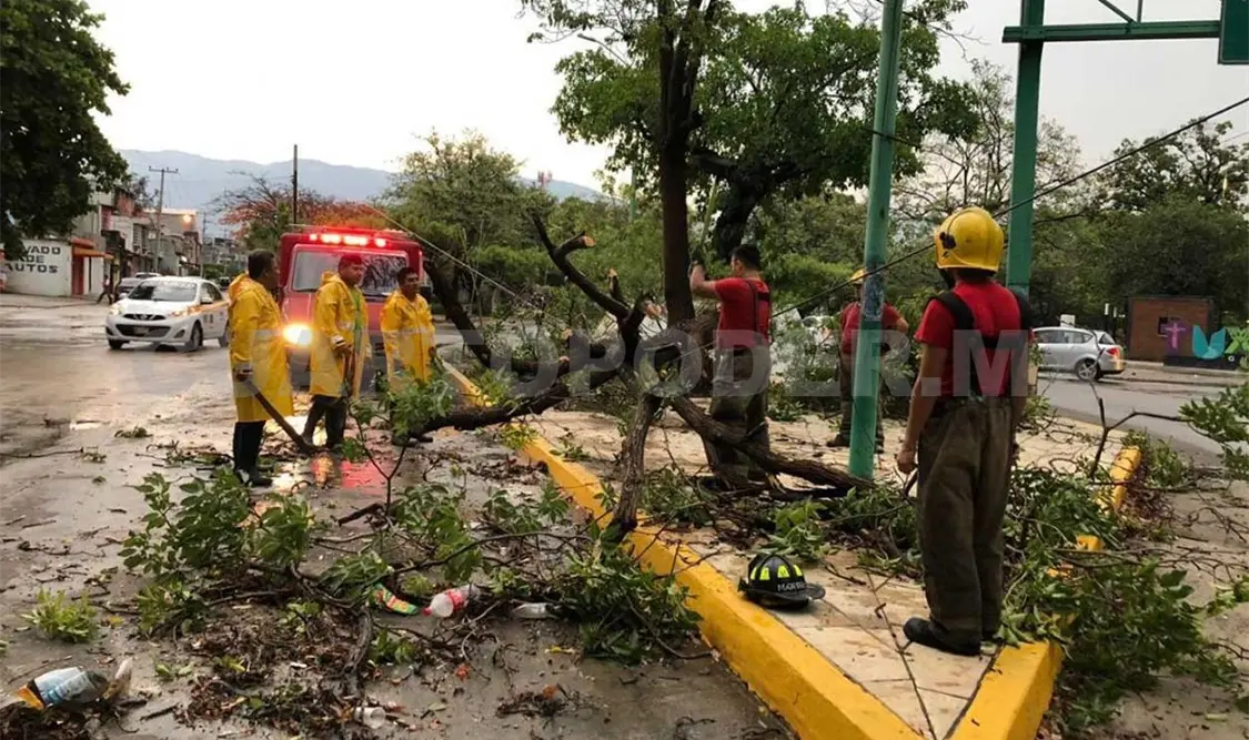Fuertes vientos dejan afectaciones en árboles