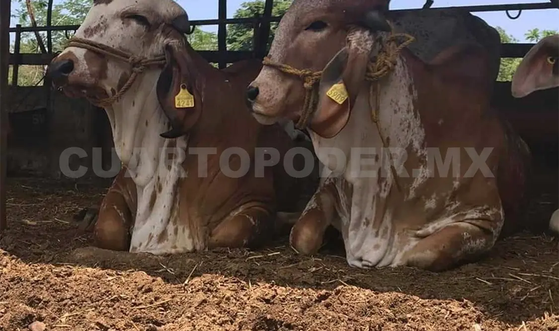 Productores se quejan por falta de apoyos