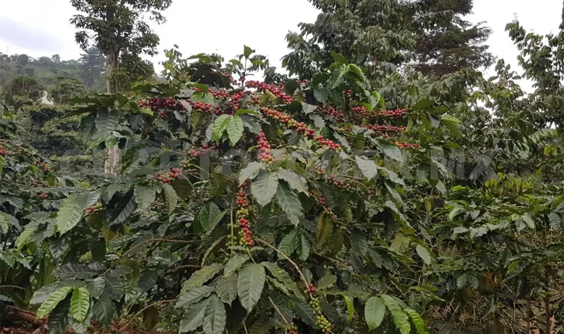 En riesgo de perderse la cosecha del café