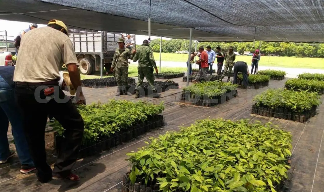 Entregan plantas de viveros de la Sedena