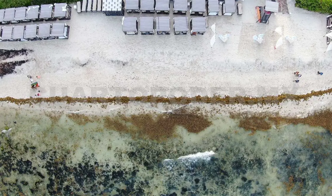 Sargazo, la realidad desde el aire