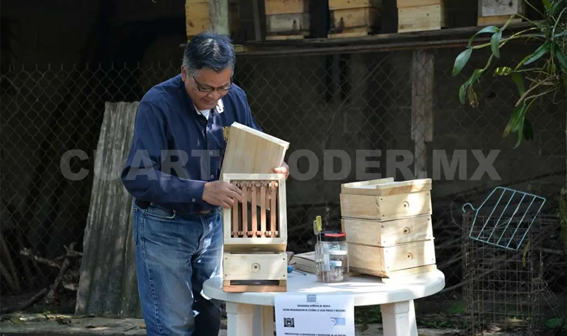 Publicará investigador artículo sobre abejas