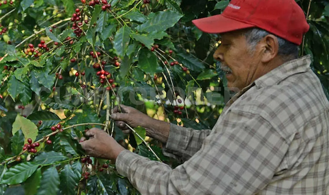Se agrava crisis para cafeticultores
