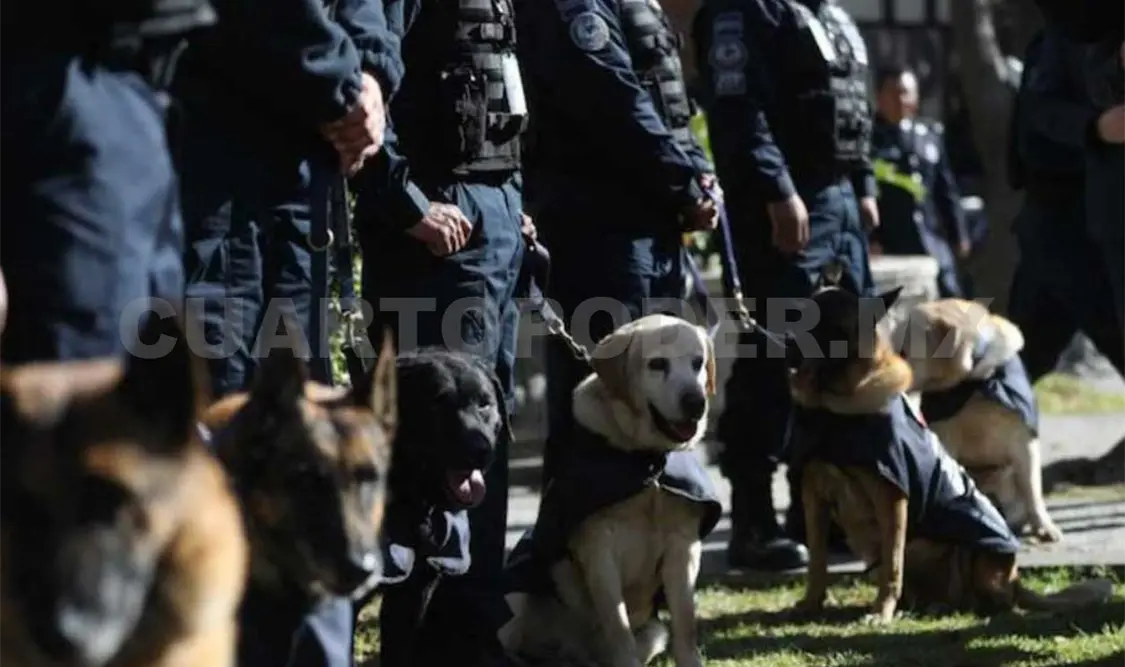 Algunos de los experros policías se fueron a otras entidades de la república como Durango y Querétaro. Twitter