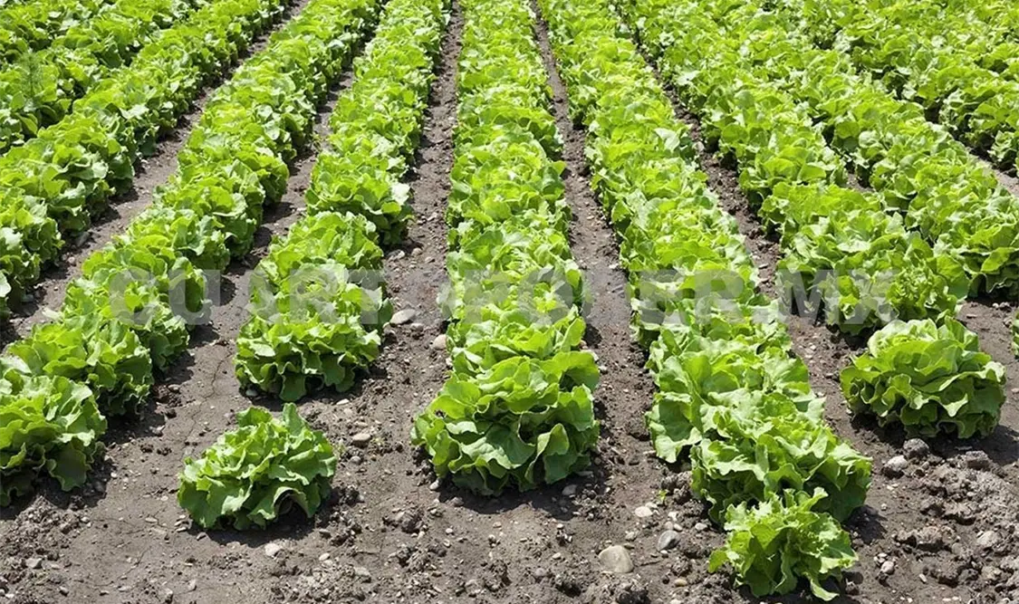La entrega del apoyo económico sólo ha quedado en puras promesas. Cortesía
