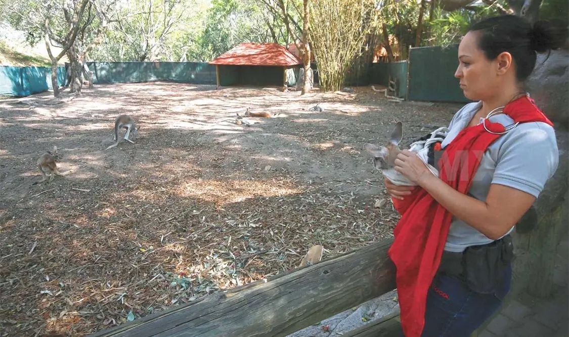 “Kía”, un reto para el zoo de Guadalajara