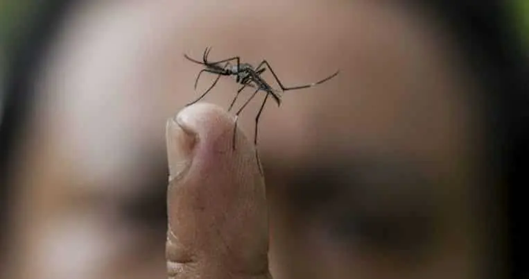 Los síntomas de esta infección viral aparecen de 10 a 12 días después de sufrir la picadura del mosquito. CP
