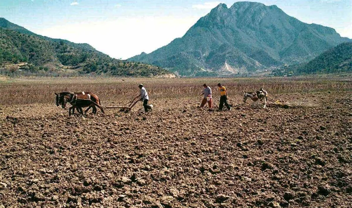 El campo chiapaneco se encuentra en crisis: está en el abandono institucional. CP