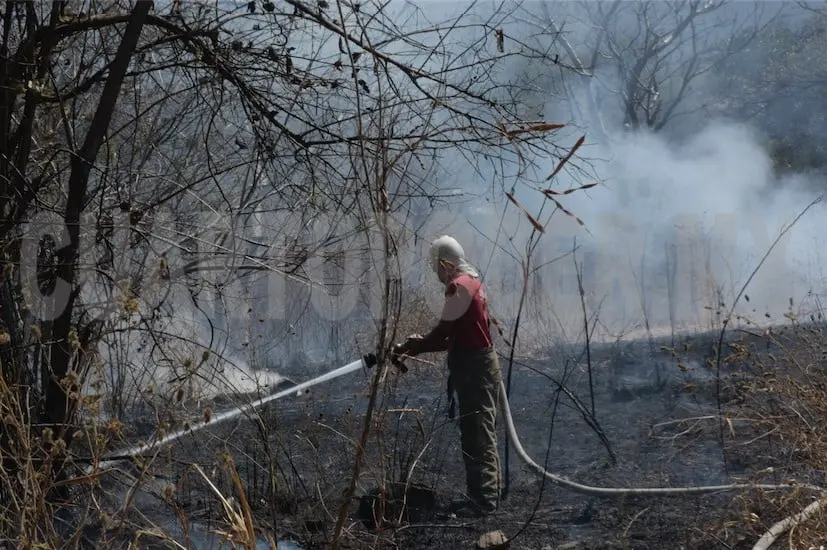 Algunas actividades que también ocasionan incendios forestales son la tala ilegal, plagas, cacería furtiva y otras. Guillermo Ramos / CP