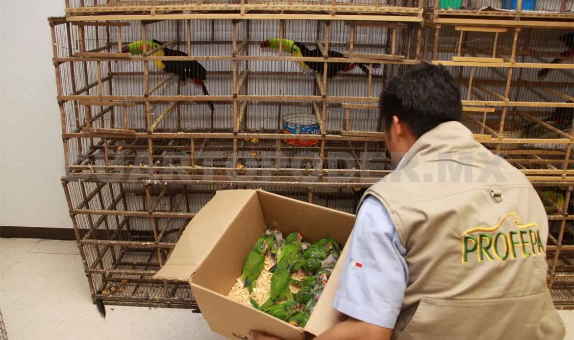 Más de 50 animales exóticos han sido asegurados en Tuxtla