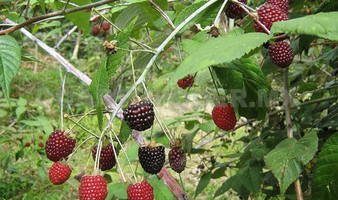 Sistema alimentario propicia deforestación