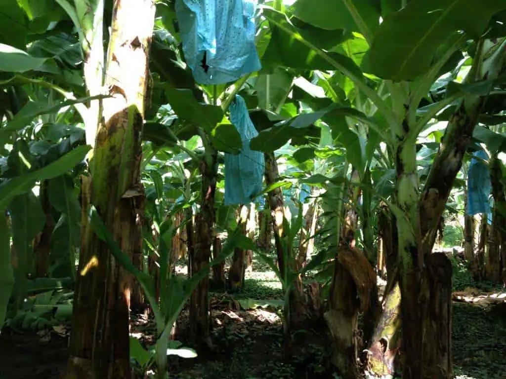 Productores de banano del Soconusco expresaron su postura a favor de la contratación de mano de obra migrante. CP