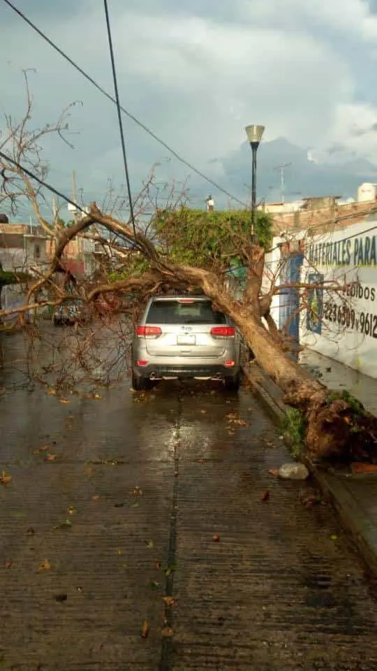Árbol prácticamente desprendido por las fuertes ráfagas de viento y la lluvia. CP