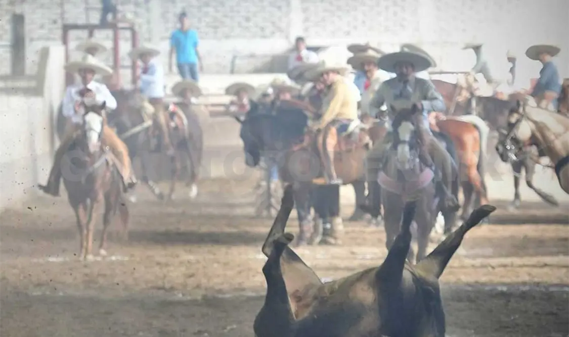 Pura Sangre logra su pase al Nacional 2019