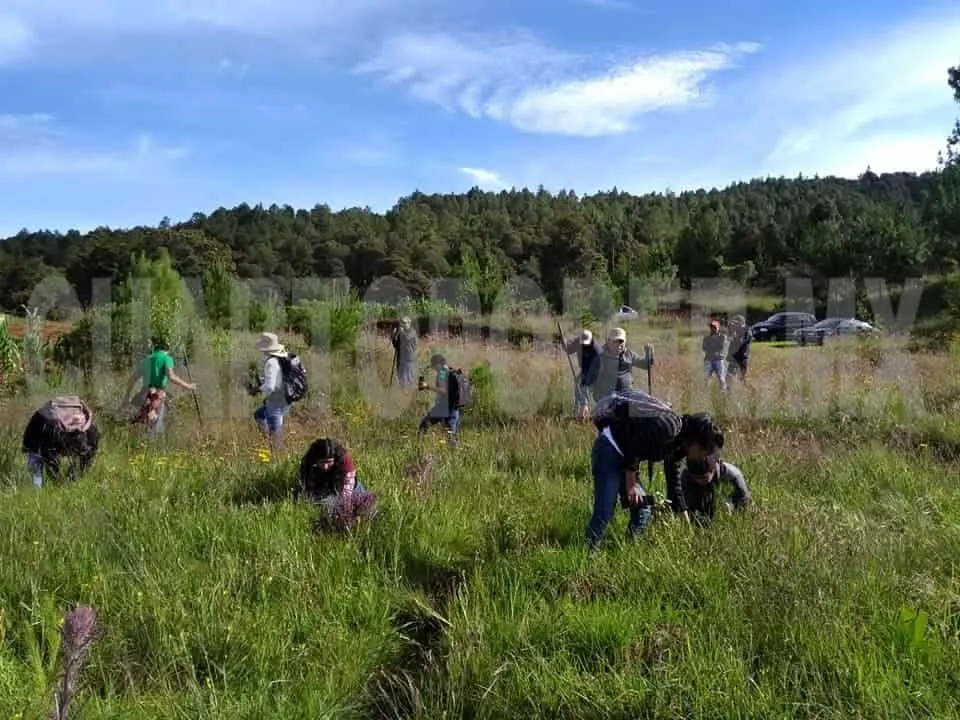 Trabajadores de la Secretaría de Salud realizaron la campaña de reforestación en la comunidad de Corazón de María. Manuel Martínez / CP