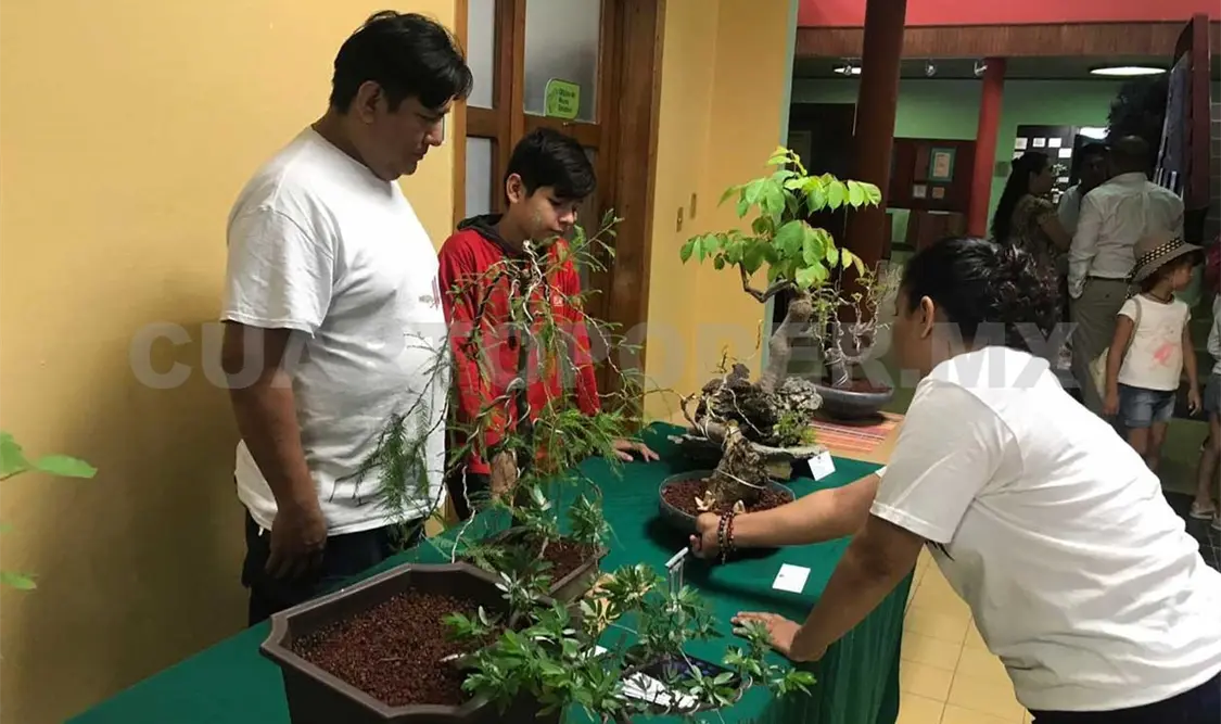 Chiapas con más de 10 mil especies de árboles