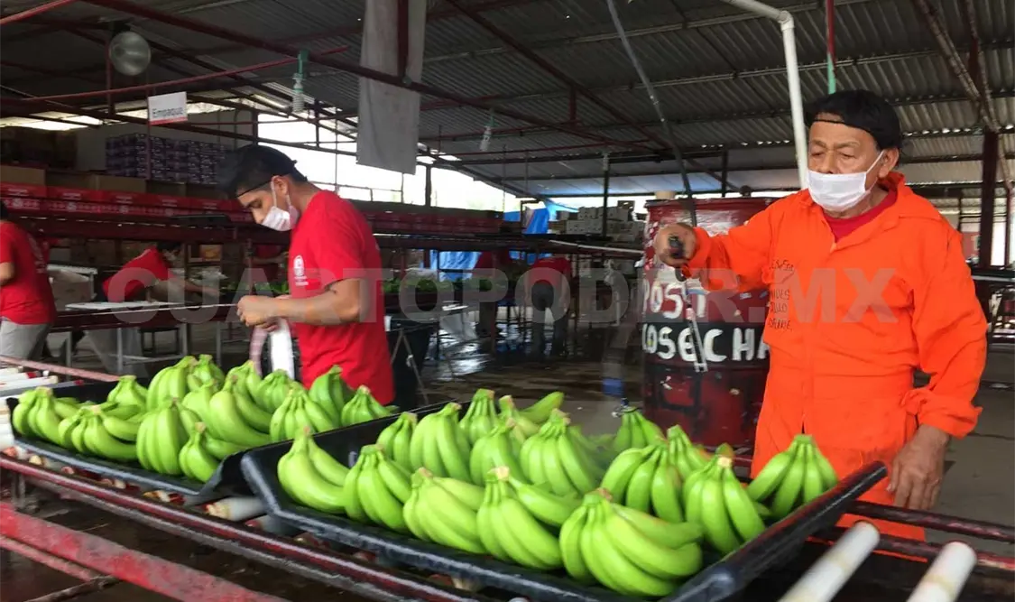 En alerta ante posible llegada de plaga a cultivos
