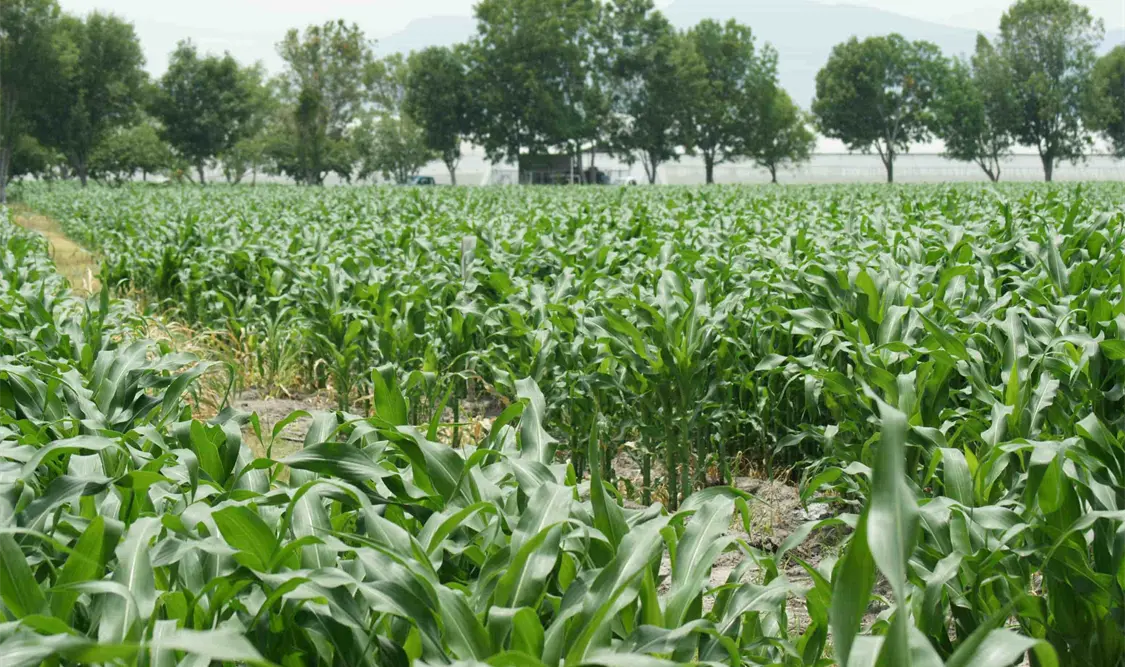 Los recortes presupuestales afectan a los productores de la frontera sur. Cortesía
