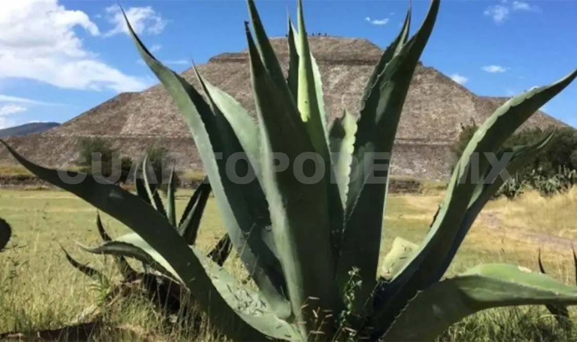 Advierten sobre la extinción del maguey