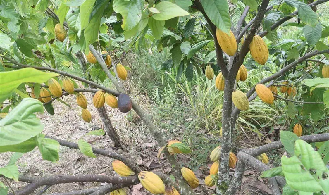Se estima que el 60 por ciento de las hectáreas de cacao se encuentran abandonados. CP